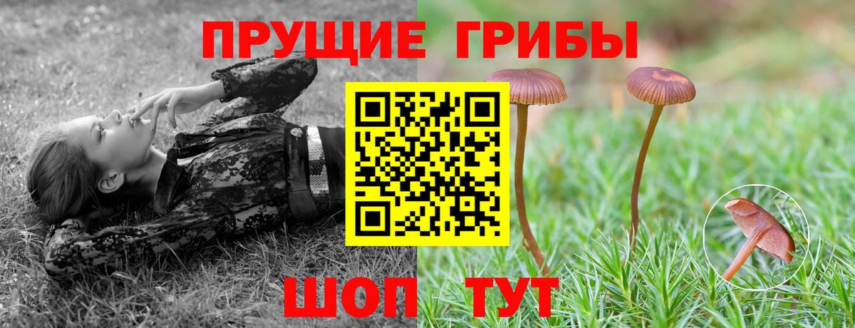 Псилоцибиновые грибы Cubensis Клинцы